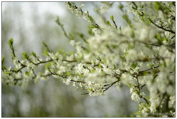 Pflaumenbaum in voller Blüte bei Sonnenschein und blauem Himmel, Detailaufnahmen und weitwinklige Aus- und Anschnitte des Baumes mit geringer Tiefenschärfe zur Betonung des duftig-leichten Charakters der Szenerie.