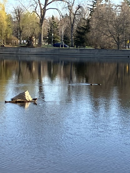 A rock protrudes from a calm river with trees on the opposite riverbank. Some female and male mergansers rest and swim near it