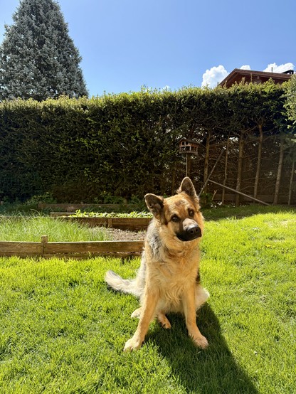 Picture of Arco, a German Sheppard sitting in the garden and watching into the camera