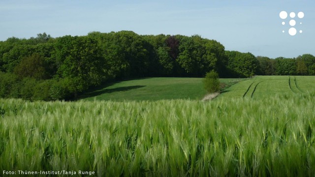 Blick über eine grüne, leicht hügelige Landschaft mit einem Getreidefeld im Vordergrund. Dahinter befinden sich weitere Felder und eine dichte Baumreihe mit verschiedenen Grüntönen. Der Himmel ist blau und klar. In der rechten oberen Ecke ist ein weißes Logo mit Punkten zu sehen. Foto: Thünen-Institut / Tanja Runge.