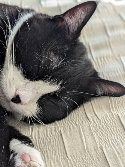 Tuxedo girl cat sleeping close up
