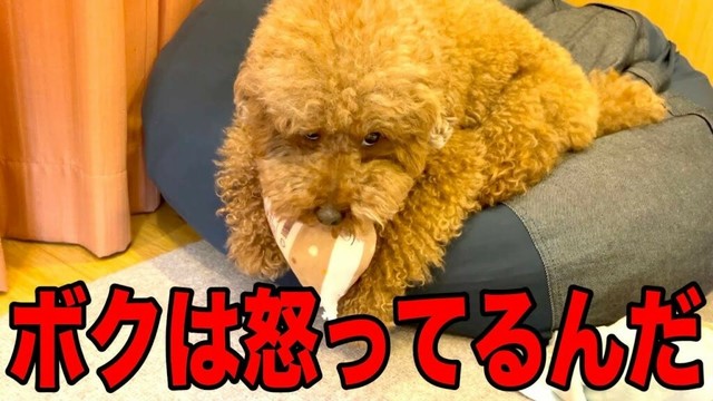 すぐおもちゃ壊すから奪おうとしたらこの顔。【トイプードル】