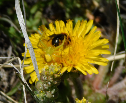 Photograph of a just out of focus dandelion, occupied by a tiny black and red bee and a well camouflaged spider trying to eat it.