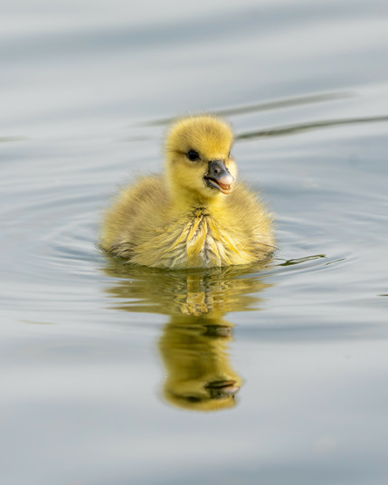 Swimming gosling