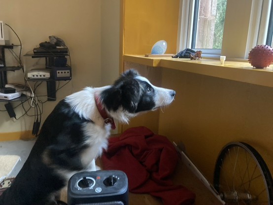 Photo: a border Collie stares at a ball on the windowsill, willing it to come to him