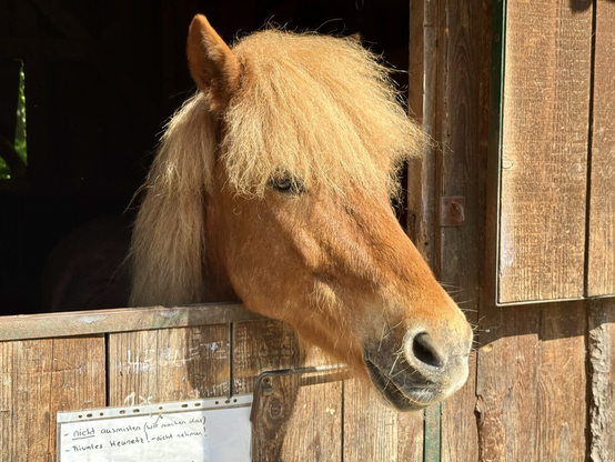 A light brown Icelandic horse with a blond mane looks out of its wooden box, lost in thought.
