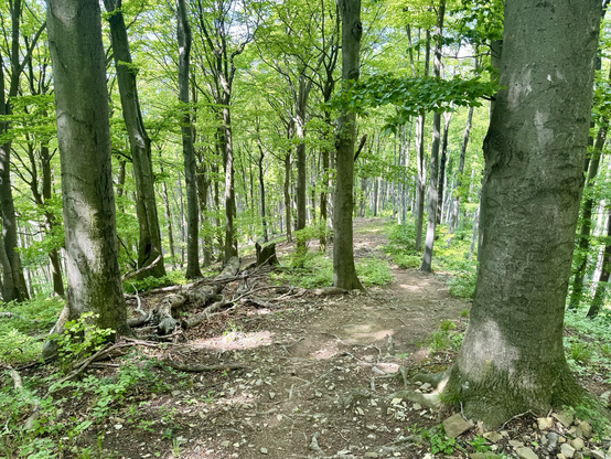 A stony, rooty path through the forest. Finally everything is green!