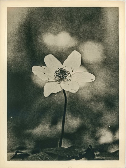 This image is a black-and-white photograph created using the lith print technique in a darkroom. It features a single flower standing upright against a soft, blurred background. The flower has five distinct petals and a detailed central core, with subtle imperfections like tiny specks on the petals that add to its natural texture. The high contrast and grainy texture—hallmarks of lith printing—create a moody, artistic atmosphere. The background is beautifully out of focus (bokeh effect), emphasizing the delicate form of the flower. The overall tone of the print carries a vintage, almost ethereal aesthetic due to the unique characteristics of the lith development process.