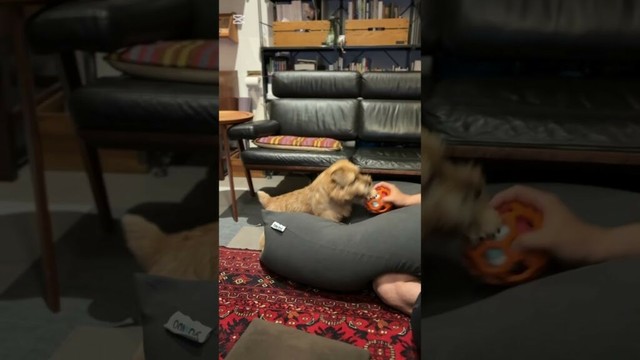 【ほんきち】#shorts #norfolkterrier #吉 #cute #愛犬キチ #kichi #本気 #terrier #ノーフォークテリア