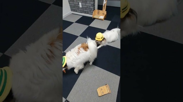 犬にお給料あげてみたら可愛かった #犬のおやつ #犬のいる生活 #パピヨン