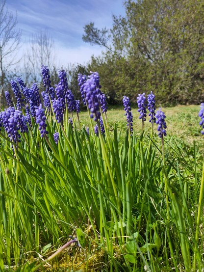 purple flowers growing in a grassy area