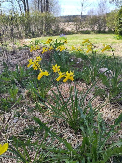 yellow daffodils growing in a garden bed
