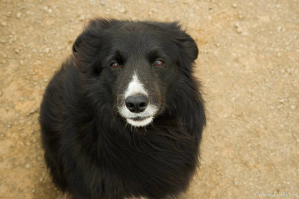 Hund der in die Kamera schaut