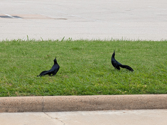 Two shiny black birds pointing their beaks towards the sky while facing each other on a patch of grass in a concrete parking lot