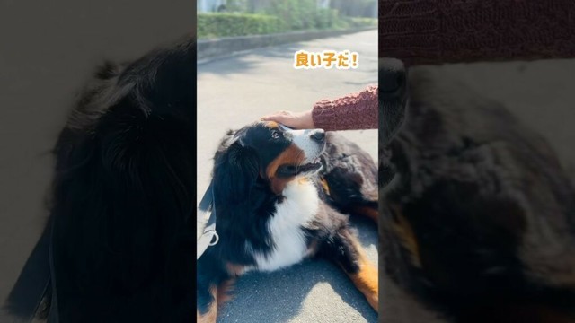 「良い子❗️良い子❗️」お散歩中に可愛がってもらったバーニーズ🐾