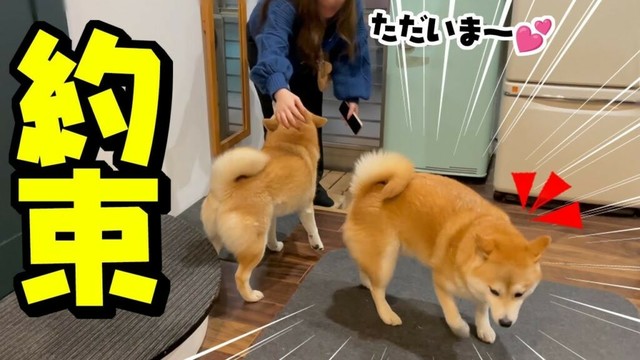 深夜に帰宅した娘をパパにチクリに走る柴犬、まさかの展開に…