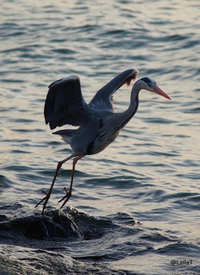 Ein Graureiher hebt von einem überspülten Stein in der Ostsee ab. Das Wasser um ihn herum zieht mit leichten Wellen dahin. Der Reiher hat seine Flügel gespreizt und die Krallen seiner Füße hängen vom Abstoß nach unten.