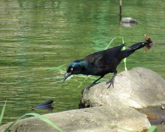 A slightly elongated black bird with blue iridescence on its head and a bright yellow eye on a rounded stone in a stream peering down at a blue and black feather. The stream is a clear green, reflecting plant life on the other side.