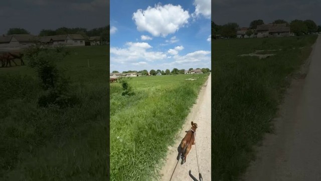 #dogs #dogshorts #doglife #dog #life #lifestyle #lifeabroad #serbia #dogtraining #bicycling #cycling