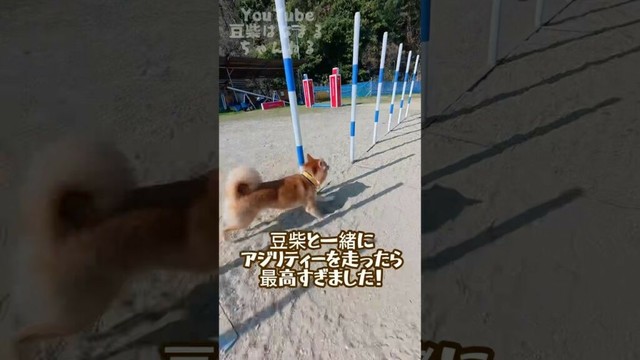 豆柴と一緒にアジリティーを走ったら最高でした！ #Shorts #shortvideo