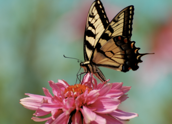 Thank you to my 3/26 #GreetingCardUniverse client from Kansas for their purchase of 4 greeting cards of my "Tiger Swallowtail On Coneflower."  I hope you enjoy these very much!

https://www.greetingcarduniverse.com/collections/animals-pets/butterflies-caterpillars-moths/blank-card-tiger-swallowtail-483527

#greetingcards #butterflies #photography #NotAi #LoisBryan