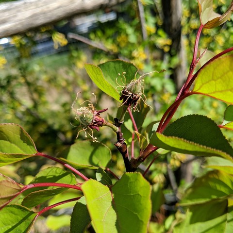 A photo showing tiny apricots starting to grow. There is a small fuzzy green fruit growing within what's left of the dead blossom parts.