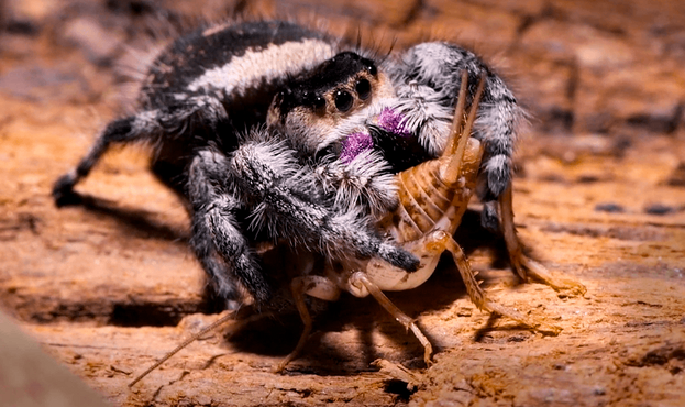 A black and white fuzzy regal jumping spider with distinctive eye pattern grasps a cricket with its front legs against a wooden surface, displaying its predatory hunting behavior.