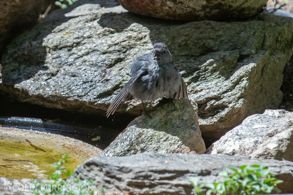 Fluffed-up gray bird with its wings partly stretched out in the sun while perched on a rock next to some water.