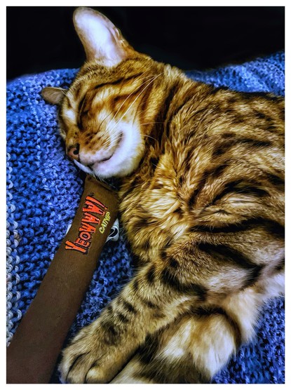 This is a colour art edited photo of my bengal cat Neko passed out on a blue knitted blanket next to his catnip cigar. The caption to the my photo is ‘I’ve got a catnip hangover, I don’t want to get over’