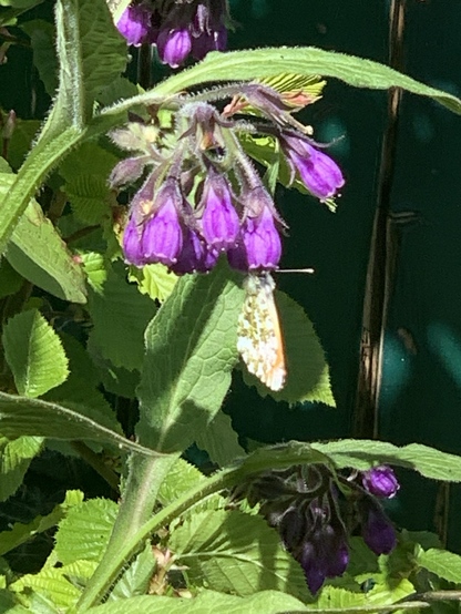 Violett blühender Beinwell, die Blüten sehen wie kleine Glockenaus. Ein Aurorafalter saugt Nektar , die Flügel sind geschlossen.
