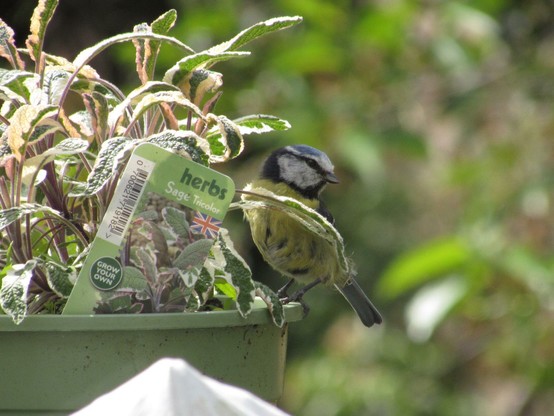 Bluetit sat on the edge of a plant pot that has a variegated sage plant in it