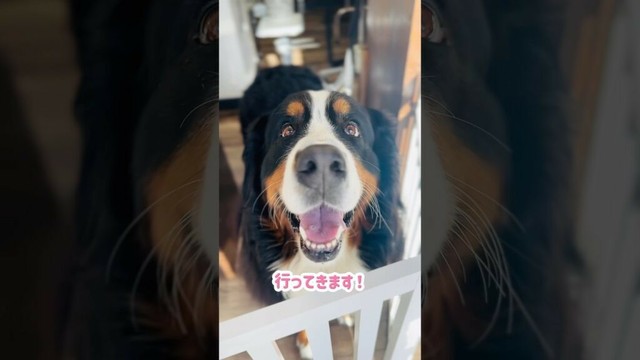 プロの技でモフモフ仕上がり✨バーニーズの美容室DAY🐾