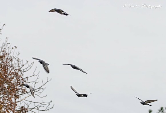 "This image captures six birds soaring through a cloudy sky, each in a different position, creating a dynamic sense of movement. The birds, likely pigeons, contrast against the muted background, adding an element of motion and freedom. A tree with bare branches and a few remaining autumn leaves stands in the foreground, lending a seasonal feel to the scene. In the top right corner, the image is signed "© Swede's Photographs." It's a beautifully composed shot, balancing nature and motion in a thoughtful way" - Copilot