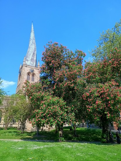 The famous crooked spire of Chesterfield parish church. Red flowered horse chestnut trees in the foreground.