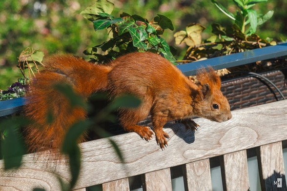 Ein rotes Eichhörnchen auf einer Holzbank.