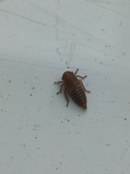 Sterk vergrote foto van een cicade spec. Ware grootte is enkele millimeters.