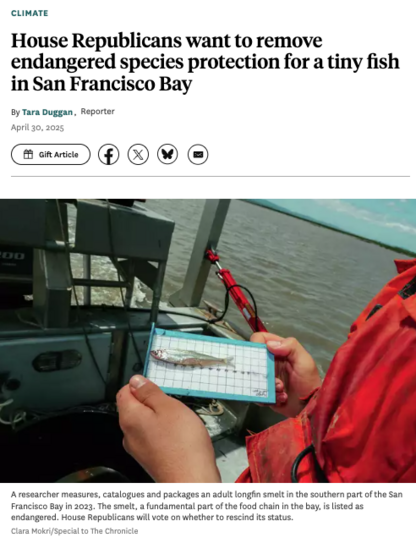 Headline of Chronicle article ("House Republicans want to remove endangered species protection for a tiny fish in SF Bay") with photo of scientist measuring a longfin smelt