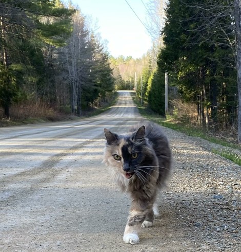 A calico cat, medium fluff standing on the side of a dirt road looking in the camera and yelling. The road is mostly shaded but the sun cuts through the trees in straight lines.