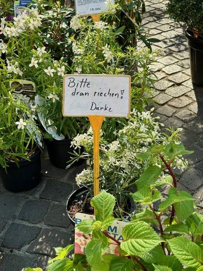 Pflanzen in Töpfen auf einem Markt, im Vordergrund ein handgeschriebenes Schild mit der Aufschrift "Bitte dran riechen! Danke"