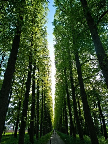 I keep posting this view because I love it so much. There's an avenue in front of me. The trees to the left and right are very, very tall. Their green tops are bathed in sunlight. The sky above them is blue. Two cyclists can be seen on the path that the trees leave open between them.