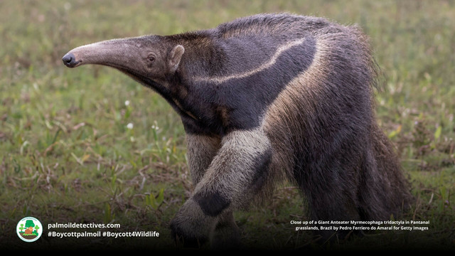 The Giant #Anteater looks like a Surrealist artist's fever dream, but they are actually real and feature an ultra long tongue for suctioning #insects from #nests in #Brazil🇧🇷 Help them to survive when u #Boycottpalmoil #Boycott4Wildlife 😍 in supermarkets https://wp.me/pcFhgU-1Cd?utm_source=mastodon&utm_medium=Palm+Oil+Detectives&utm_campaign=publer