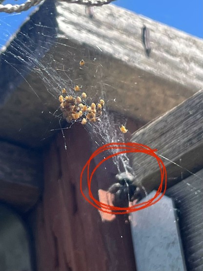 A bunch of cross orb weavers hatching out with a bold jumping spider lurking in the background. The bold jumper is circled in red.