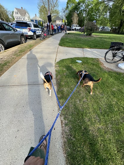 Two dogs on leashes are being walked along a sidewalk. A crowd of people is gathered in the background near police vehicles and bicycles. Green grass lines the path, and trees are visible in the vicinity.