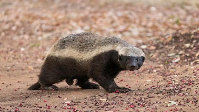 Honey badger at Satara camp in Kruger National Park, South Africa. (Wikipedia)