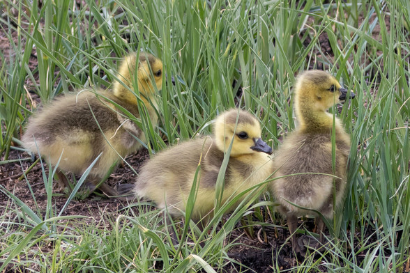 Three baby Canada Geese standing in a grassy field.