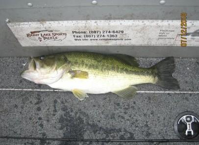 Green and white largemouth bass laid next to a stick-on measuring tape.