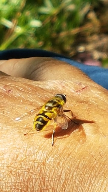 Fly on my hand.