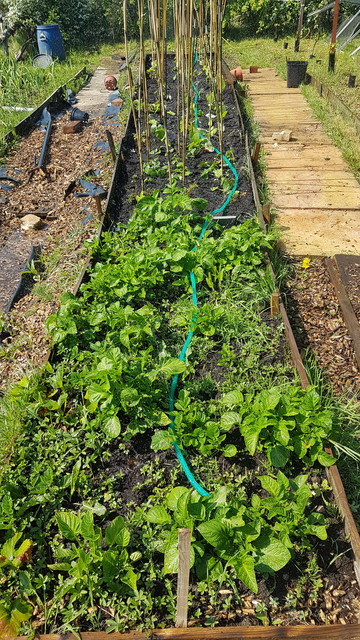 Flat hose with holes, watering contraption,  works perfectly.