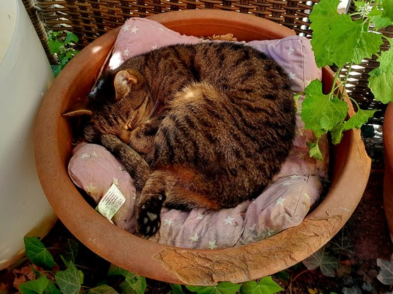 Pussy Galore, a tiger tabby, curls up, asleep in a flower pot.