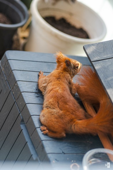 Ein rotes Eichhörnchen liegt flach auf einr kühlenden Oberfläche.